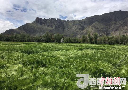 2017年西藏青稞總產(chǎn)量達(dá)到79萬(wàn)噸，占糧食總產(chǎn)量的77%。圖為西藏青稞?！⊥跤窳?攝