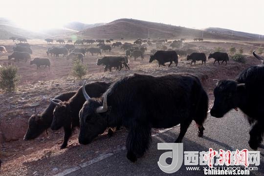 西藏每年存欄約420萬(wàn)頭牦牛，牦牛產(chǎn)業(yè)發(fā)展是推動(dòng)西藏畜牧業(yè)可持續(xù)發(fā)展和農(nóng)牧民脫貧致富的重要產(chǎn)業(yè)。圖為西藏牦牛。　孫翔 攝