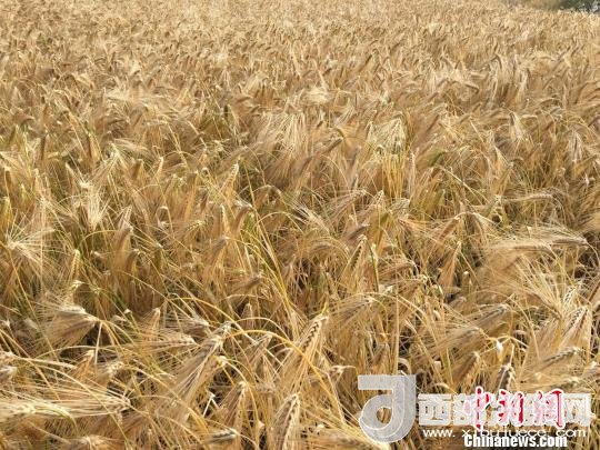 2017年西藏青稞種植面積達(dá)210多萬(wàn)畝，占糧食播種面積的75%。圖為成熟期的青稞?！⊥跤窳?攝