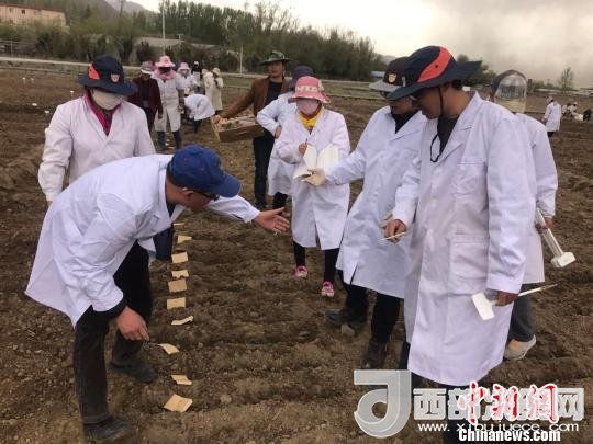 圖為研究員實(shí)地調(diào)研青稞生長(zhǎng)土壤?！⊥跤窳?攝