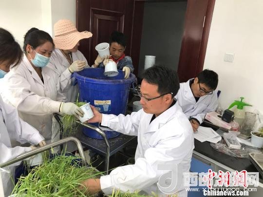 圖為研究員正在調(diào)查青稞感染白粉病情況?！⊥跤窳?攝