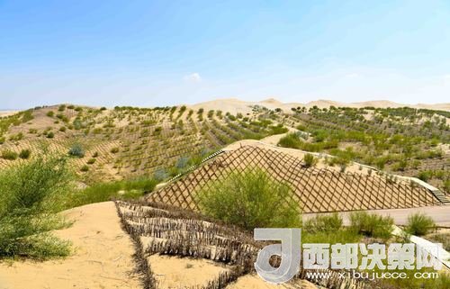 達(dá)拉特旗庫布其沙漠染綠。吳勇攝