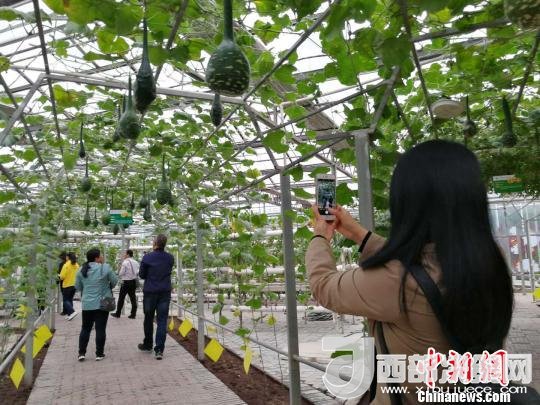 山西省郵政管理局積極推動“一市一品”農(nóng)特產(chǎn)品進城項目。 資料圖 楊杰英 攝