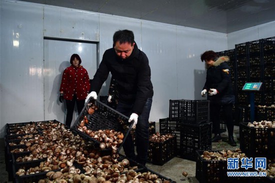 （走基層 聽(tīng)民聲）（3）河南魯山：香菇種植助農(nóng)致富