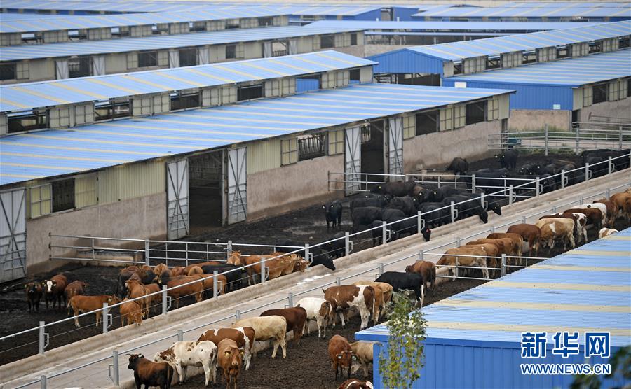 （壯麗70年·奮斗新時(shí)代——共和國(guó)發(fā)展成就巡禮·圖文互動(dòng)）（11）生態(tài)美、百姓富——品讀嶄新“寧夏畫卷”