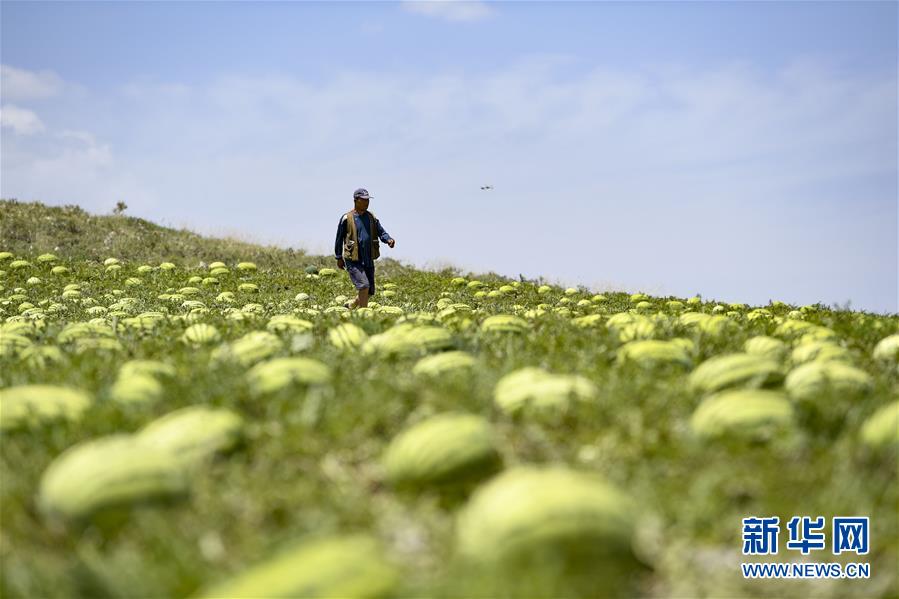 （壯麗70年·奮斗新時(shí)代——共和國(guó)發(fā)展成就巡禮·圖文互動(dòng)）（4）生態(tài)美、百姓富——品讀嶄新“寧夏畫卷”