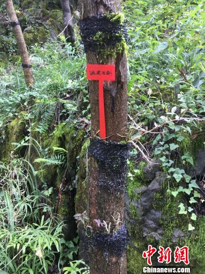 貴州同威生物科技有限公司鐵皮石斛種植?！≈軏?攝