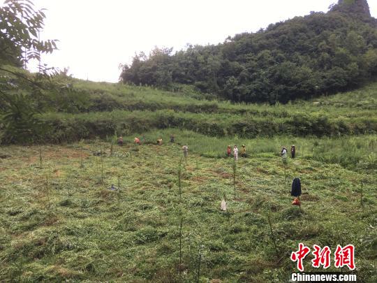 貴州同威生物科技有限公司天麻種植基地?！≈軏?攝