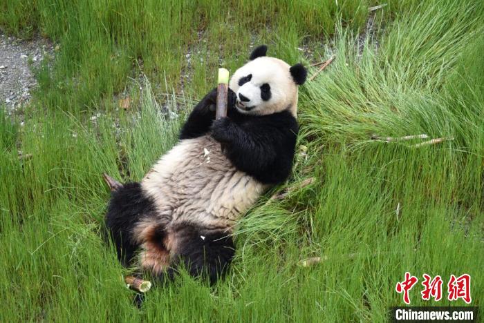 九寨溝熊貓園里的大熊貓?！【耪瘻峡h委宣傳部提供 攝