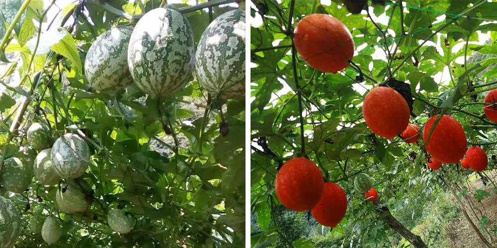 左為處于生長(zhǎng)期的吊瓜，右為成熟的吊瓜（圖源西鄉(xiāng)縣宣傳部）