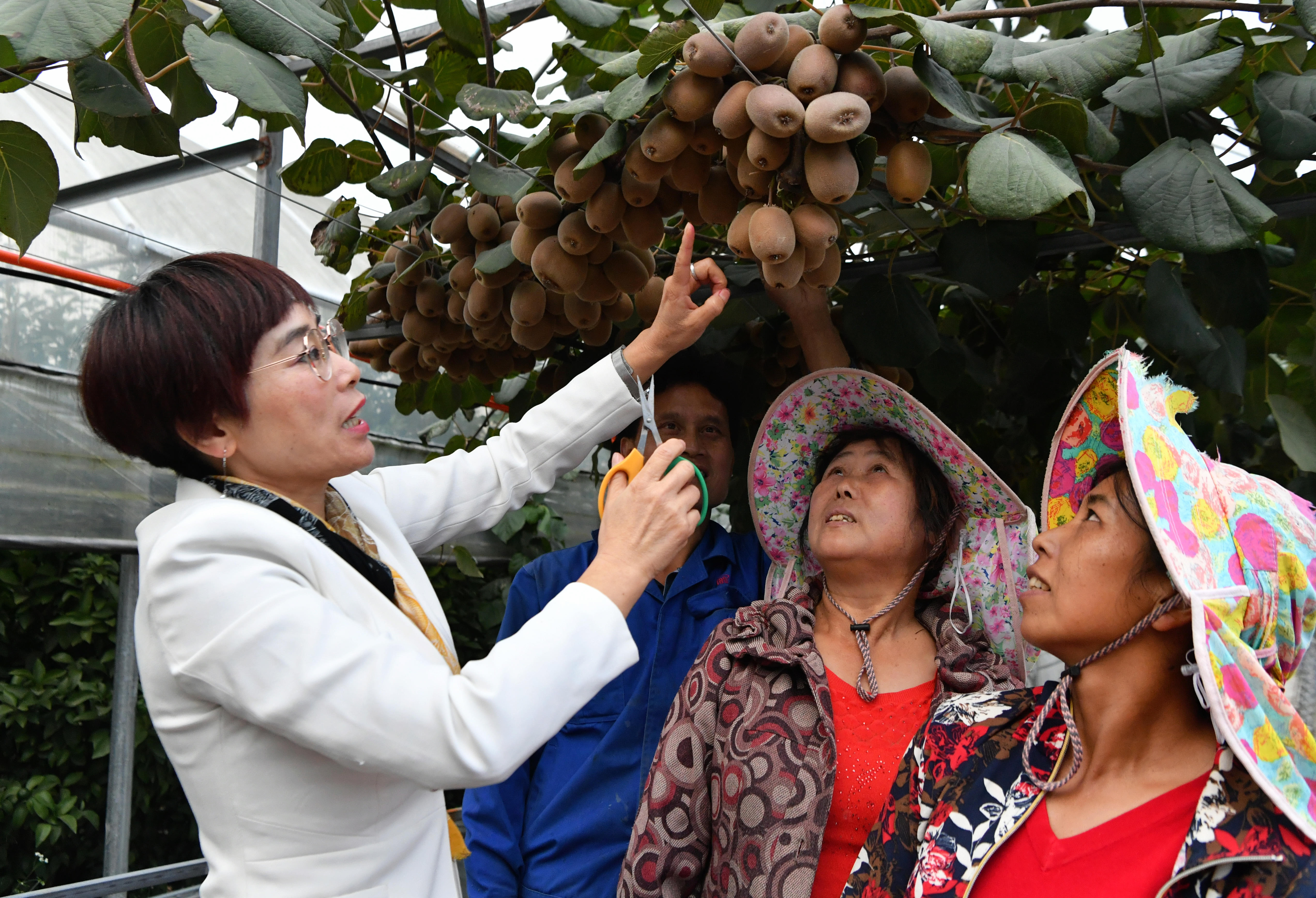 2020年10月22日，在周寧縣農(nóng)民創(chuàng)業(yè)示范基地特色水果種植園，福建省寧德市農(nóng)業(yè)科學(xué)研究所的科技特派員（左一）在指導(dǎo)當(dāng)?shù)剞r(nóng)民采摘紅心獼猴桃。新華社記者魏培全攝.JPG