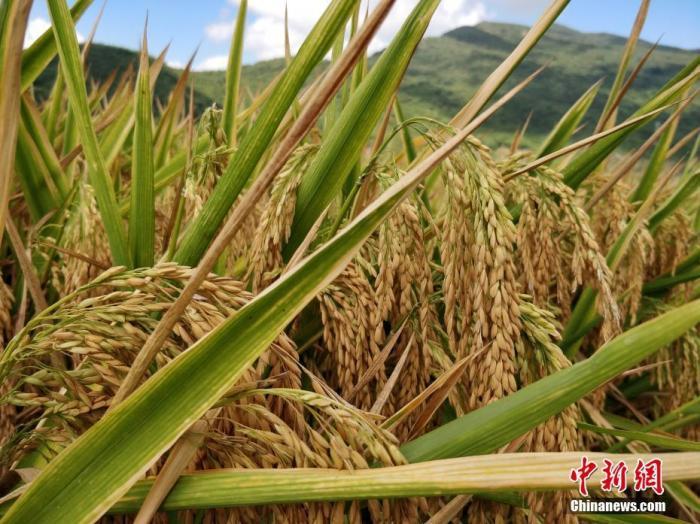 水稻資料圖。<a target='_blank'  data-cke-saved- >中新社</a>記者 王曉斌 攝