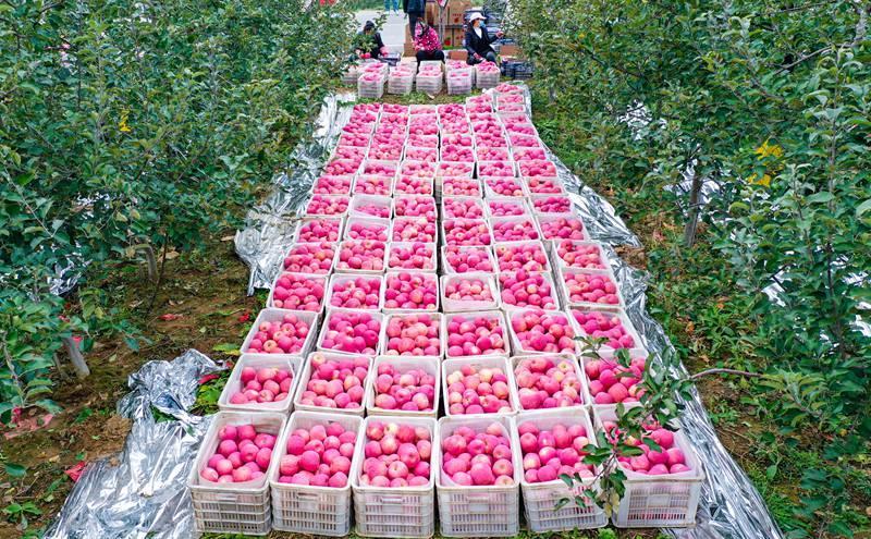洛川縣永鄉(xiāng)鎮(zhèn)阿寺村果農(nóng)在分揀蘋果。王警攝